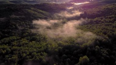 Yeşil bir ormanın üzerindeki inanılmaz manzara. Yaz üstüne sis. Hava görüntüleri.