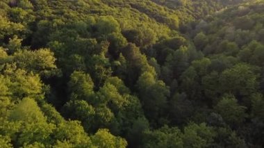 İlkbaharda doğal ışıkta bir ormanın üzerindeki nefes kesici hava manzarası.