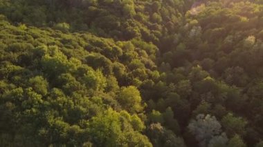 İlkbaharda doğal ışıkta bir ormanın üzerindeki nefes kesici hava manzarası.