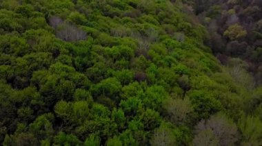 Yaz mevsiminde yeşil ağaçlarla nefes kesici orman manzarası