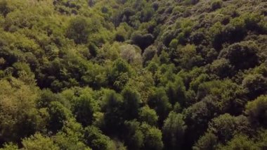 İlkbaharda doğal ışıkta bir ormanın üzerindeki nefes kesici hava manzarası.