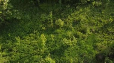 Bahar mevsiminin üzerinde yeşil bitkiler ve çiçeklerle doğal ışık altında hava videosu.