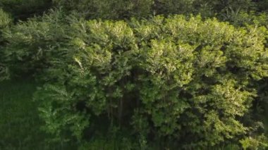 Akasya çiçekleri bahar havası videosu sırasında doğal ışık altında