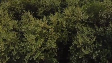 Yaz mevsiminde yağmur sonrası bir ormanın üzerinde güzel bir hava videosu