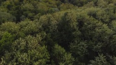 Yaz mevsiminde yeşil ağaçlarla nefes kesici orman manzarası