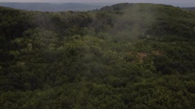 Yaz mevsiminde yeşil ağaçlarla nefes kesici orman manzarası