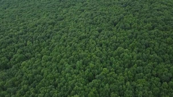Häpnadsväckande Skogslandskap Med Gröna Träd Sommar Tid Antenn Video — Stockvideo