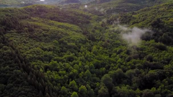 Fantastiskt Landskap Ovanför Grön Skog Med Dimma Efter Sommaren Regn — Stockvideo