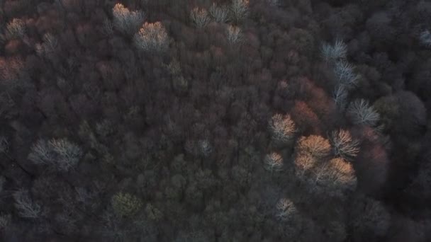 Verbazingwekkend Bos Landschap Met Gekleurde Bomen Het Vroege Voorjaar Luchtfoto — Stockvideo