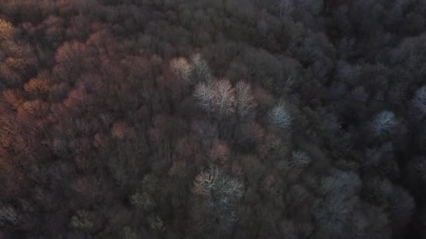 Verbazingwekkend Bos Landschap Met Gekleurde Bomen Het Vroege Voorjaar Luchtfoto — Stockvideo