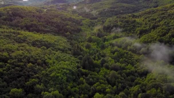 Дивовижний Краєвид Над Зеленим Лісом Туманом Після Літніх Зйомок Дощу — стокове відео
