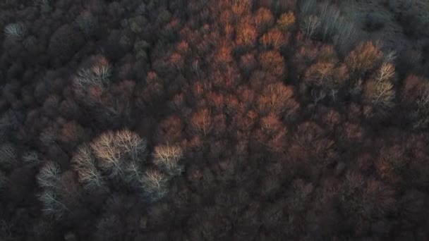 Fantastiskt Skogslandskap Med Färgade Träd Tidig Vår Antenn Video — Stockvideo