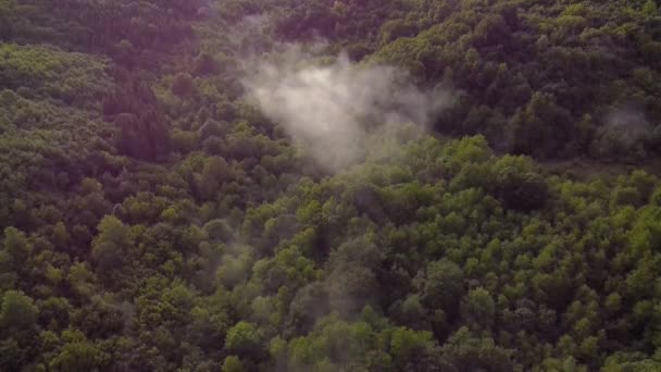 Fantastiskt Landskap Ovanför Grön Skog Med Dimma Efter Sommaren Regn — Stockvideo