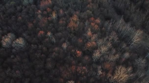 Fantastiskt Skogslandskap Med Färgade Träd Tidig Vår Antenn Video — Stockvideo