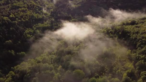 Niesamowity Krajobraz Nad Zielonym Lasem Mgłą Letnim Deszczu — Wideo stockowe