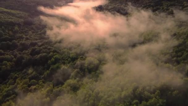 夏の雨の後の霧と緑の森の上の素晴らしい風景空撮 — ストック動画