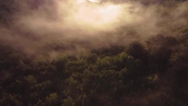 Úžasná krajina nad zeleným lesem s mlhou po letním dešti letecké záběry