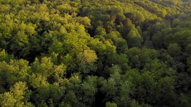 Häpnadsväckande Luftlandskap Ovanför Skog Naturligt Ljus Våren — Stockvideo