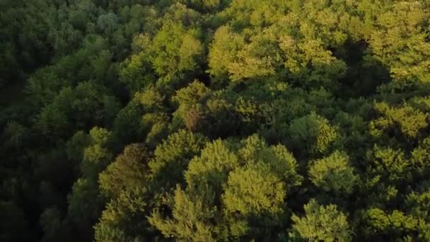 在自然光照射下的森林上空 令人叹为观止的空中风景 — 图库视频影像