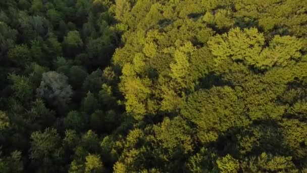 Paesaggio Aereo Mozzafiato Sopra Una Foresta Luce Naturale Durante Primavera — Video Stock