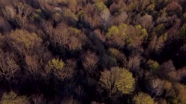 Incroyable Paysage Forestier Avec Des Arbres Colorés Début Printemps Vidéo — Video