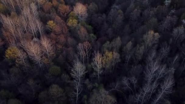 Fantastiskt Skogslandskap Med Färgade Träd Tidig Vår Antenn Video — Stockvideo