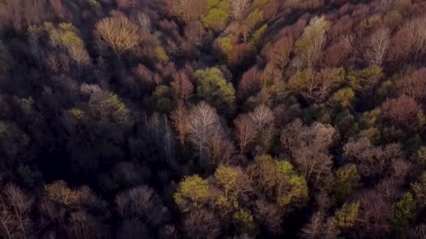 Fantastiskt Skogslandskap Med Färgade Träd Tidig Vår Antenn Video — Stockvideo