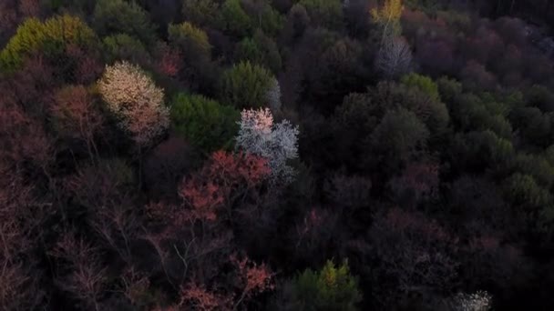 Дивовижний Лісовий Пейзаж Кольоровими Деревами Початку Весни Повітряне Відео — стокове відео