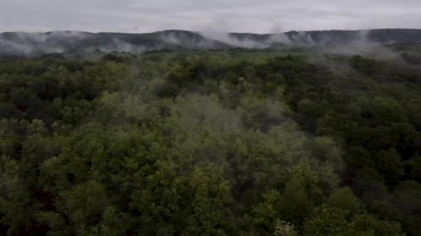 夏天雨后在森林上空拍的美丽的空中录像 — 图库视频影像