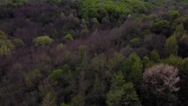 Захватывающий Дух Лесной Пейзаж Зелеными Деревьями Летнее Время Воздушное Видео — стоковое видео