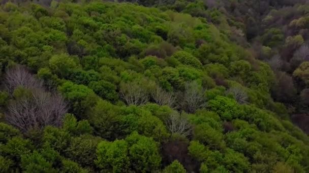 Дивовижний Лісовий Пейзаж Зеленими Деревами Літній Час Повітряне Відео — стокове відео