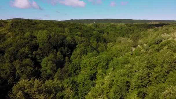 Breathtaking Pemandangan Udara Atas Hutan Dalam Cahaya Alami Selama Musim — Stok Video