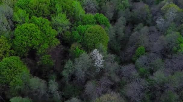 Häpnadsväckande Skogslandskap Med Gröna Träd Sommar Tid Antenn Video — Stockvideo
