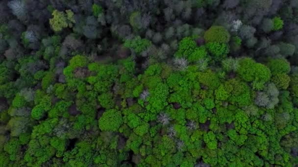 Paisagem Florestal Tirar Fôlego Com Árvores Verdes Tempo Verão Vídeo — Vídeo de Stock
