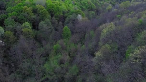 Paesaggio Forestale Mozzafiato Con Alberi Verdi Estate Video Aereo — Video Stock