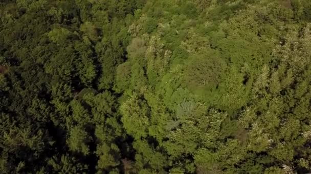 Paysage Aérien Couper Souffle Dessus Une Forêt Lumière Naturelle Printemps — Video