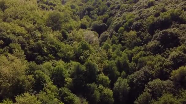 Дивовижний Повітряний Пейзаж Над Лісом Природному Світлі Навесні — стокове відео