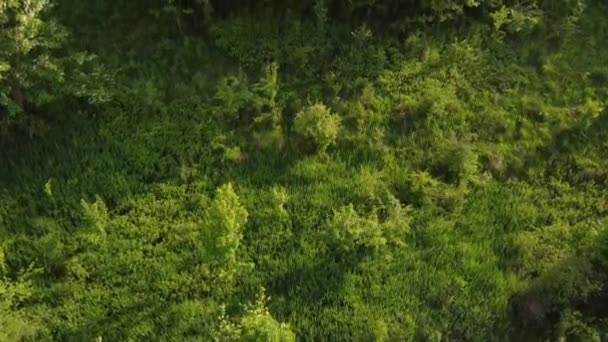Vidéo Aérienne Dessus Printemps Avec Des Plantes Vertes Des Fleurs — Video