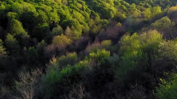 Dech Beroucí Vzdušná Krajina Nad Lesem Přirozeném Světle Během Jara — Stock video