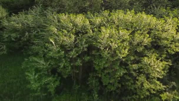 Fleurs Acacia Lumière Naturelle Pendant Printemps Vidéo Aérienne — Video