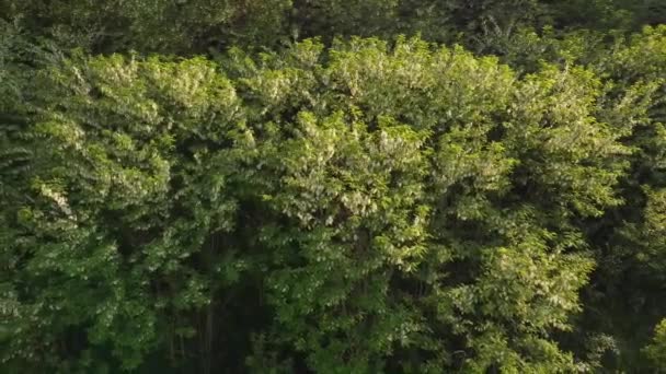 Fleurs Acacia Lumière Naturelle Pendant Printemps Vidéo Aérienne — Video