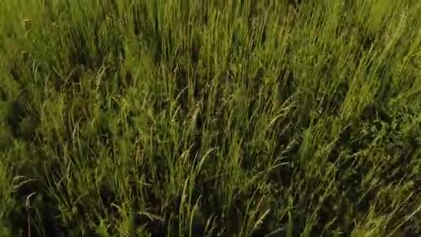 Vídeo Aéreo Acima Estação Primavera Com Plantas Verdes Flores Luz — Vídeo de Stock