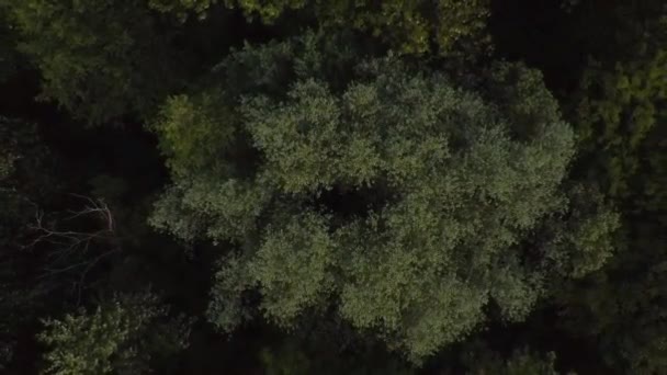 Imagens Aéreas Com Paisagem Florestal Hora Verão Dia Nublado — Vídeo de Stock