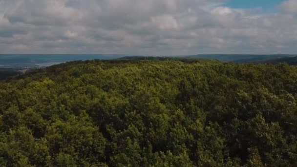 Дивовижний Лісовий Пейзаж Зеленими Деревами Літній Час Повітряне Відео — стокове відео