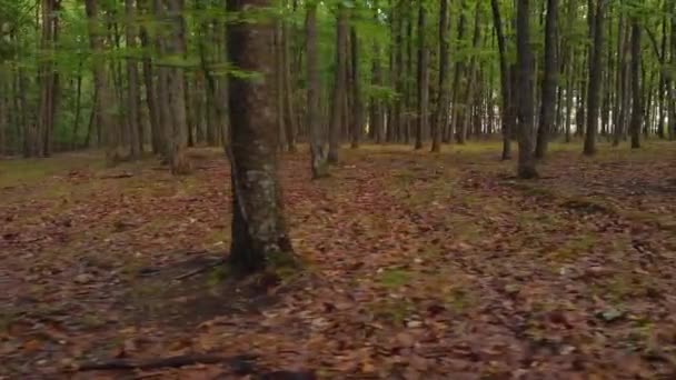 Съемки Воздуха Лесным Ландшафтом Летнее Время Пасмурный День — стоковое видео