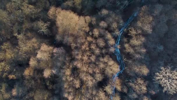 Images Aériennes Dessus Une Forêt Ruisseau Gelé Hiver — Video