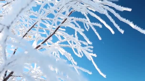 Trær Dekket Med Snø Blå Bakgrunn Vindfylt Dag – stockvideo