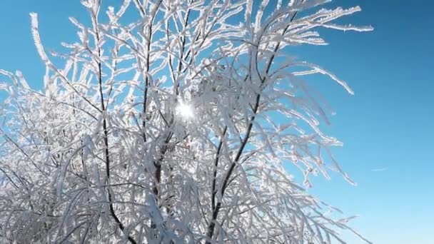 Träd Grenar Täckta Med Snö Blå Himmel Bakgrund Blåsig Dag — Stockvideo