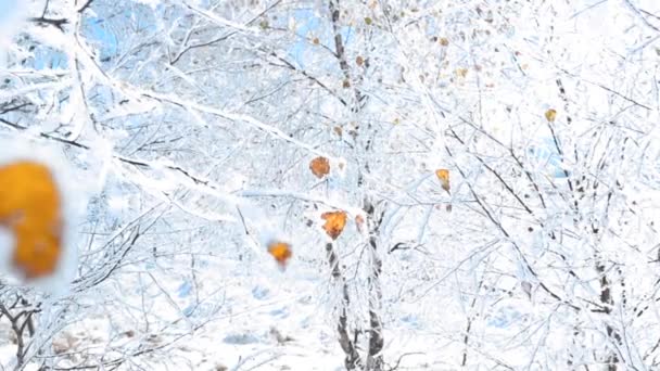 Pohon Bercabang Ditutupi Dengan Salju Latar Belakang Langit Biru Pada — Stok Video