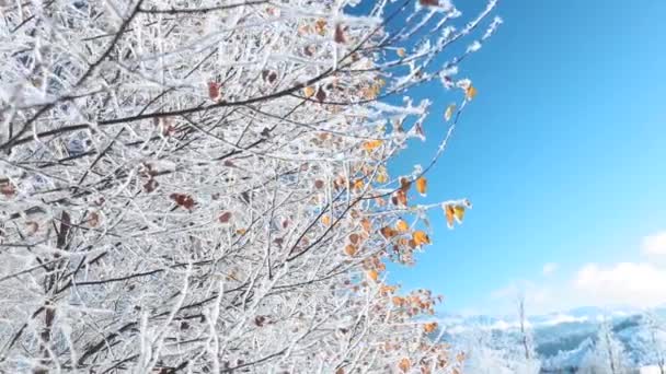 刮风的日子里 蓝天背景上覆盖着积雪的树木 — 图库视频影像